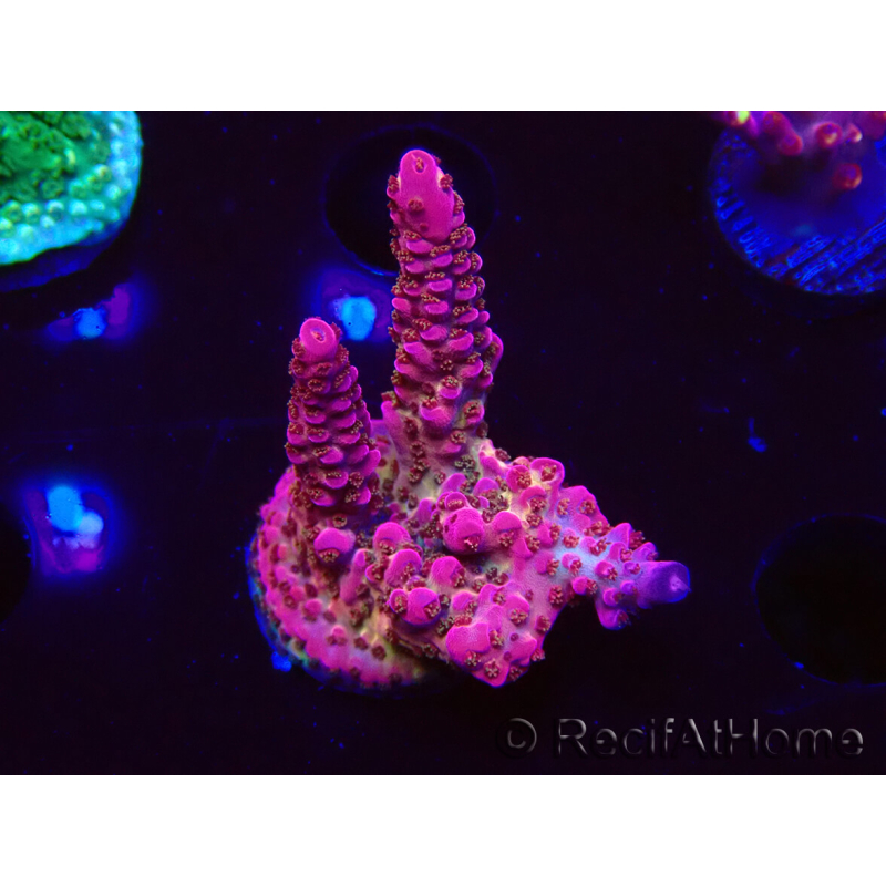 WYSIWYG - Acropora PC Rainbow 5D2