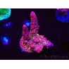 WYSIWYG - Acropora PC Rainbow 5D2