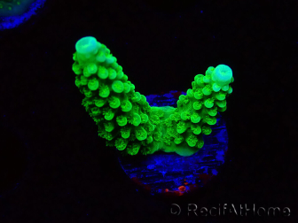 WYSIWYG Acropora yongei Geen Slimer 5S1