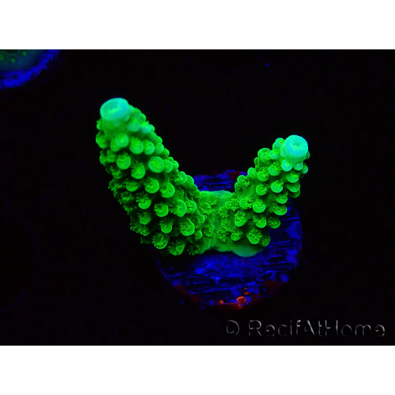 WYSIWYG Acropora yongei Geen Slimer 5S1