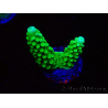WYSIWYG Acropora yongei Geen Slimer 5S1