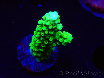 WYSIWYG Acropora yongei Geen Slimer 5J8