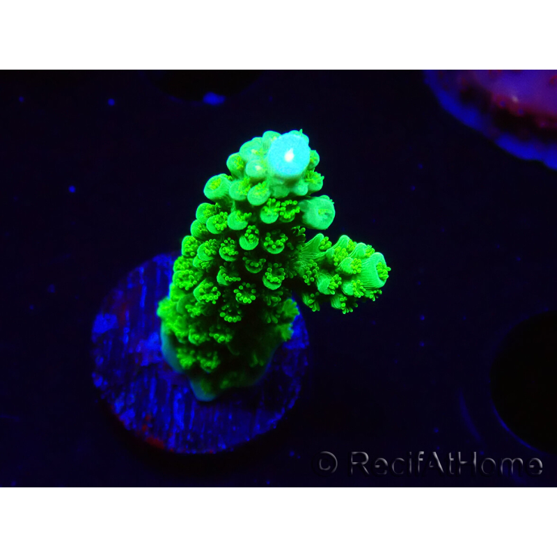 WYSIWYG Acropora yongei Geen Slimer 5S3