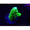 WYSIWYG Acropora yongei Geen Slimer 5S3