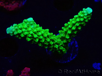 WYSIWYG Acropora yongei Geen Slimer 5J10