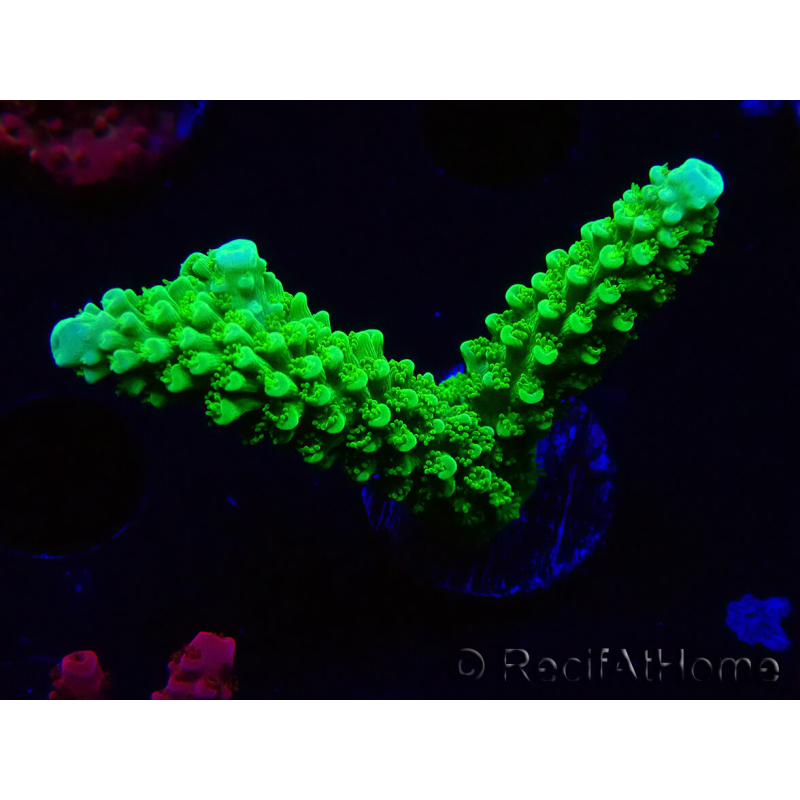 WYSIWYG Acropora yongei Geen Slimer 5S3