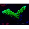 WYSIWYG Acropora yongei Geen Slimer 5J10