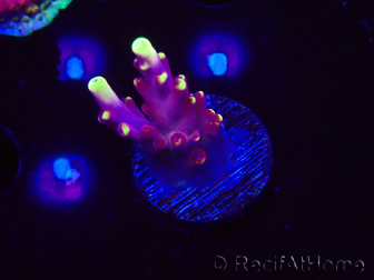 WYSIWYG JF Acropora Fox Flame 5O1