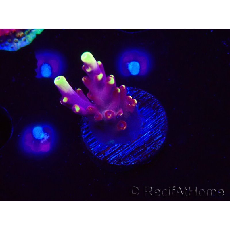 WYSIWYG JF Acropora Fox Flame 5O1