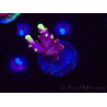 WYSIWYG JF Acropora Fox Flame 5O1