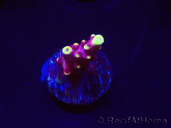WYSIWYG JF Acropora Fox Flame 5O6