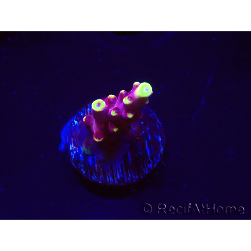 WYSIWYG JF Acropora Fox Flame 5O6