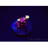 WYSIWYG JF Acropora Fox Flame 5O6