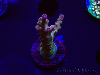 WYSIWYG RAH Acropora Astro-berry 5P