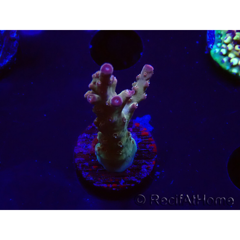 WYSIWYG RAH Acropora Astro-berry 5P2