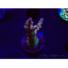 WYSIWYG RAH Acropora Astro-berry 5P2