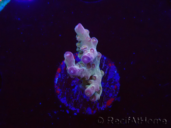 WYSIWYG RAH Acropora Astro-berry 5P