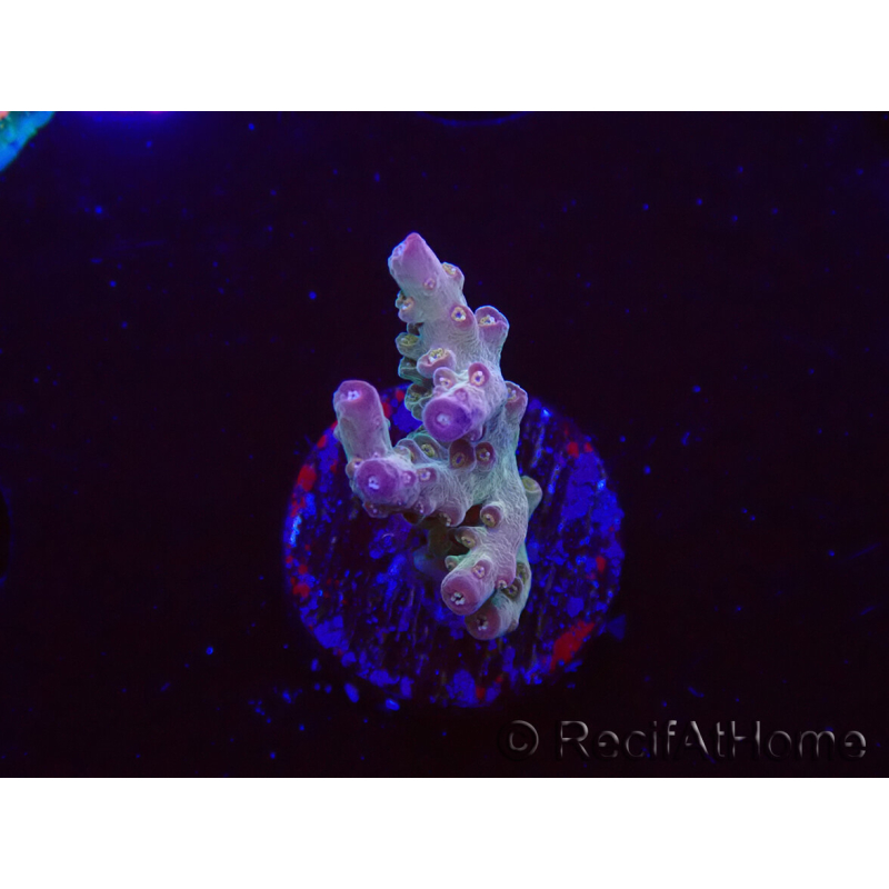 WYSIWYG RAH Acropora Astro-berry 5P4