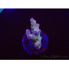 WYSIWYG RAH Acropora Astro-berry 5P