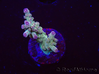 WYSIWYG RAH Acropora Astro-berry 5P
