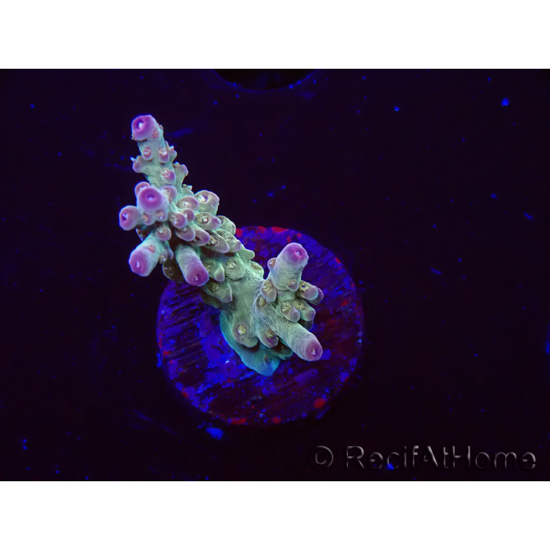 WYSIWYG RAH Acropora Astro-berry 5P
