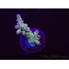 WYSIWYG RAH Acropora Astro-berry 5P
