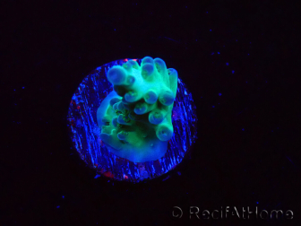 WYSIWYG ORA Acropora Pearlberry 5T1