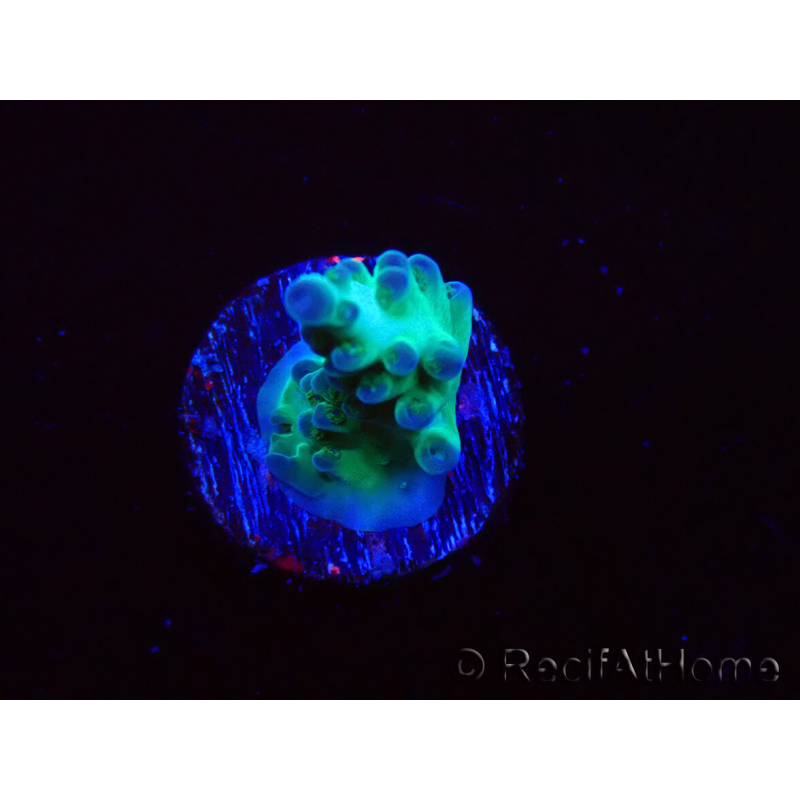 WYSIWYG ORA Acropora Pearlberry 5T1