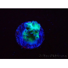 WYSIWYG ORA Acropora Pearlberry 5T1