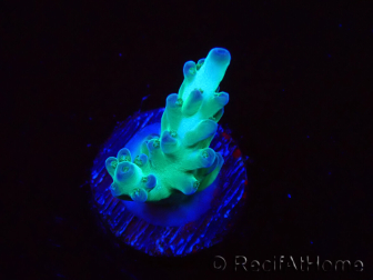 WYSIWYG ORA Acropora Pearlberry 5T2