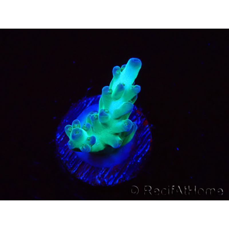 WYSIWYG ORA Acropora Pearlberry 5T2