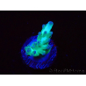 WYSIWYG ORA Acropora Pearlberry 5T2