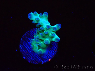 WYSIWYG ORA Acropora Pearlberry 5T4