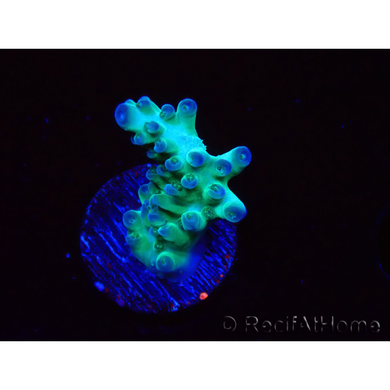 WYSIWYG ORA Acropora Pearlberry 5T4