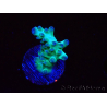 WYSIWYG ORA Acropora Pearlberry 5T4