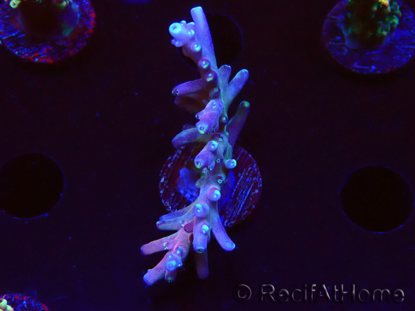 WYSIWYG LR Acropora latistella 5H1