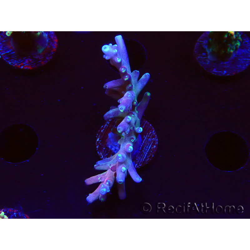 WYSIWYG LR Acropora latistella 5H1