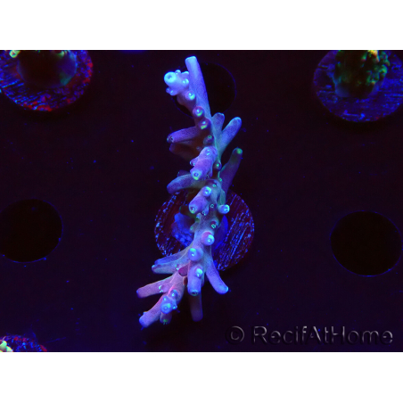 WYSIWYG LR Acropora latistella 5H1