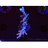 WYSIWYG LR Acropora latistella 5H1
