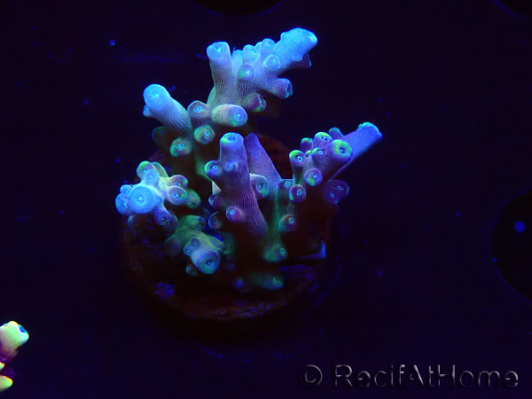 WYSIWYG LR Acropora latistella 5T7