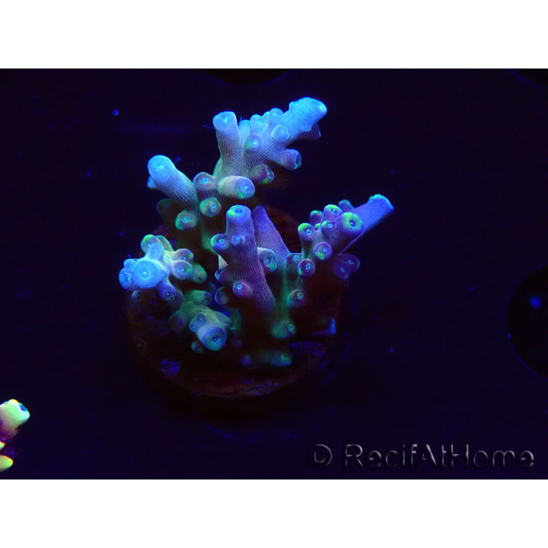 WYSIWYG LR Acropora latistella 5T7