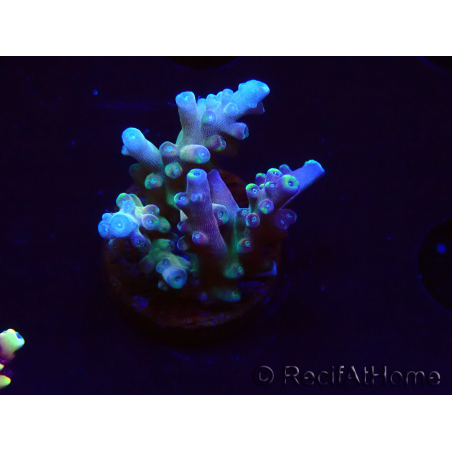 WYSIWYG LR Acropora latistella 5H2