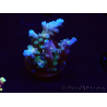 WYSIWYG LR Acropora latistella 5T7