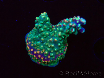 WYSIWYG Acropora Fruity Pebbles 5W4