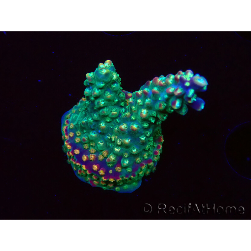 WYSIWYG Acropora Fruity Pebbles 5W4