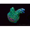 WYSIWYG Acropora Fruity Pebbles 5W4