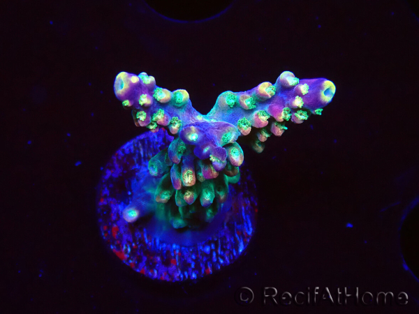 WYSIWYG Acropora Fruity Pebbles 5W6