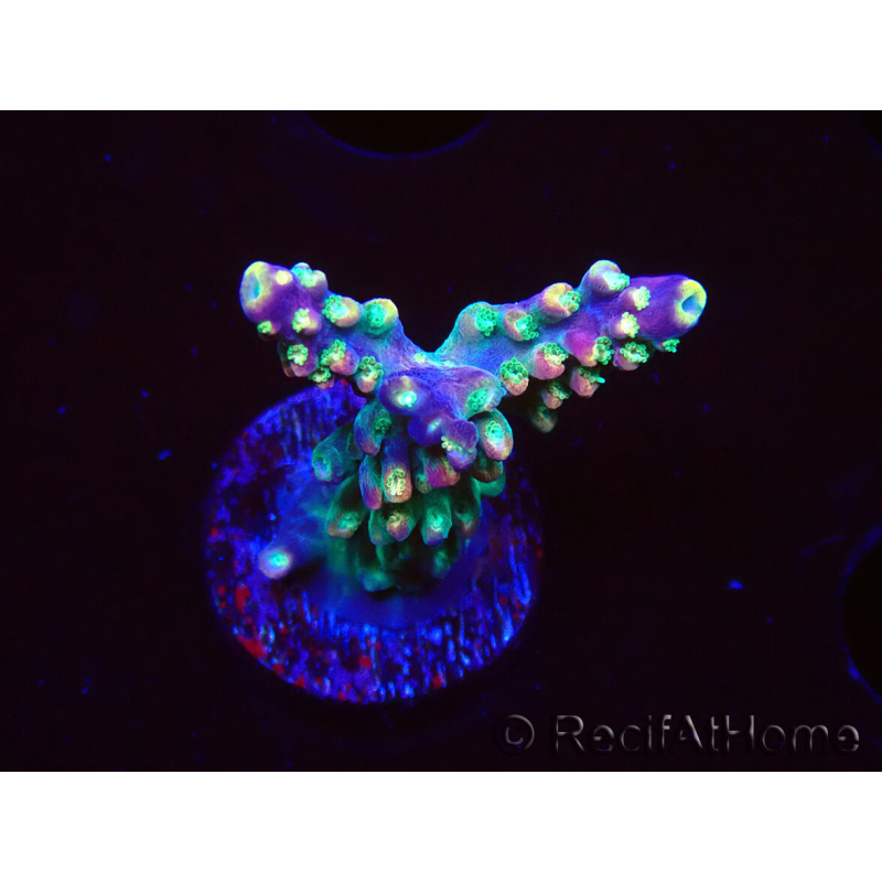 WYSIWYG Acropora aculeus 5H1