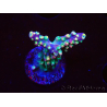 WYSIWYG Acropora aculeus 5H1