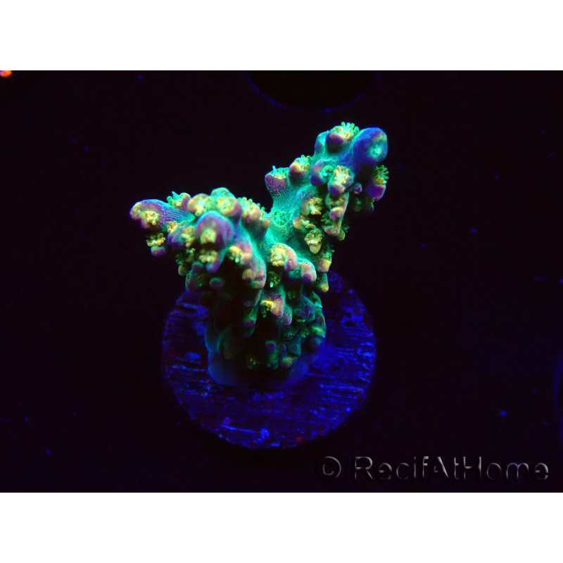 WYSIWYG Acropora aculeus 5H1